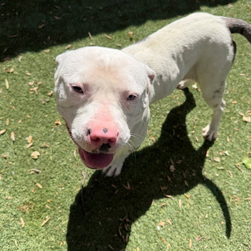FENDI, an adoptable American Staffordshire Terrier in Sacramento, CA