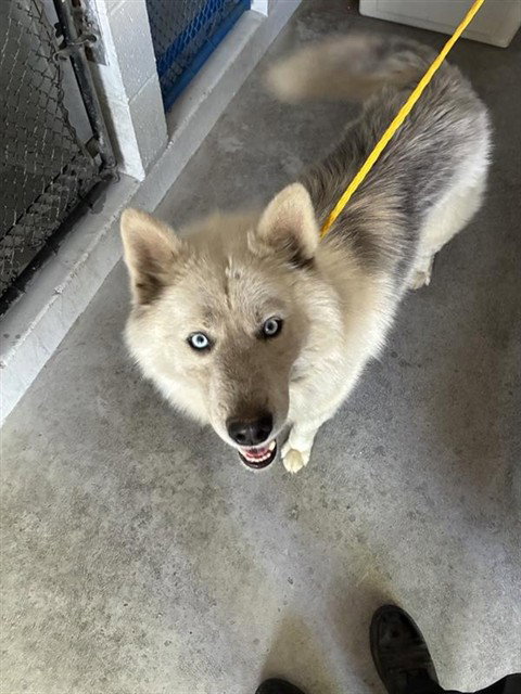 LOBO, an adoptable Siberian Husky in Sacramento, CA