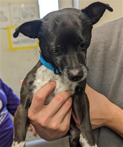 DINO, an adoptable Chihuahua in Sacramento, CA