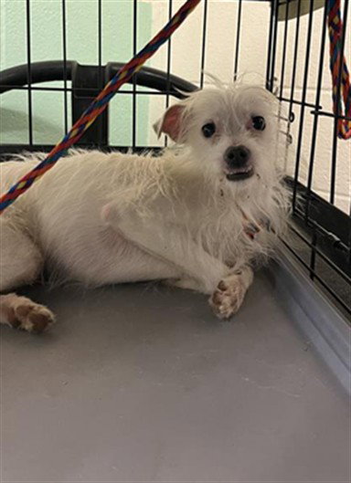 SUNDAY, an adoptable Terrier in Sacramento, CA