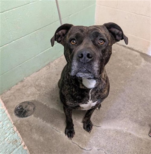 PETUNIA, an adoptable Pit Bull Terrier in Sacramento, CA
