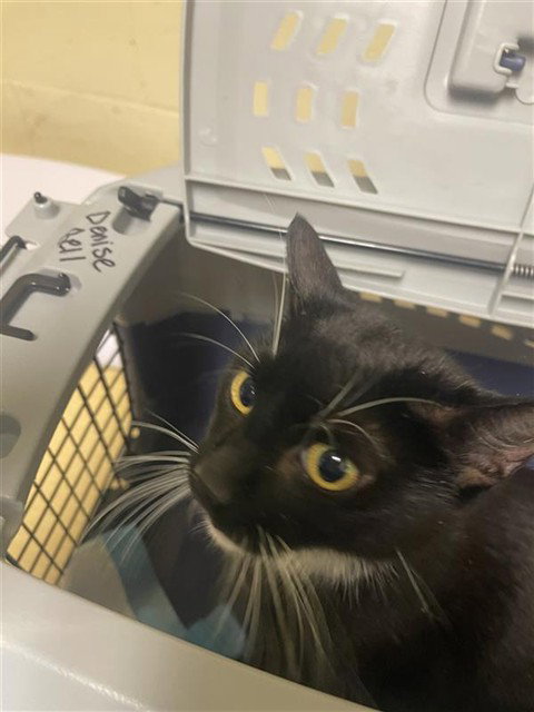 GEORGIANA, an adoptable Domestic Short Hair in Sacramento, CA