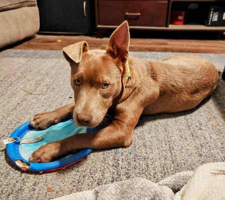 ELPHIE, an adoptable Pit Bull Terrier in Sacramento, CA