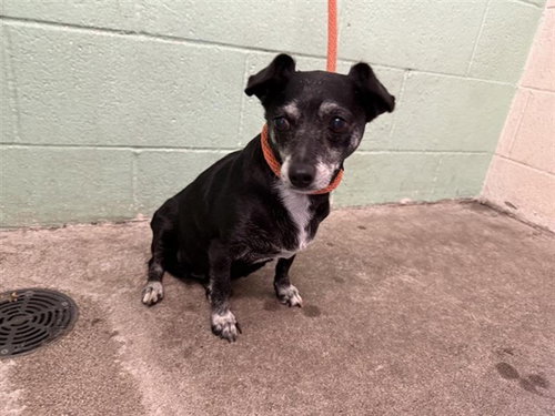 MARGARET, an adoptable Chihuahua in Sacramento, CA