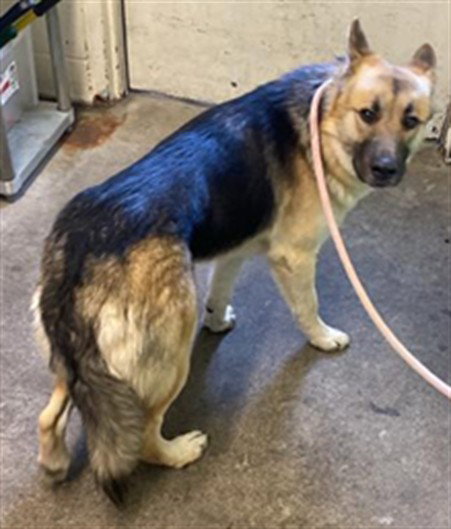 TURTLE, an adoptable German Shepherd Dog in Sacramento, CA