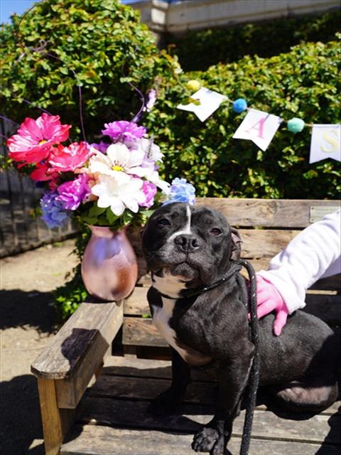 picture of the dog needing adoption