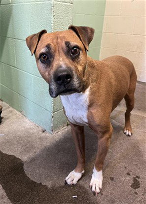 picture of the dog needing adoption