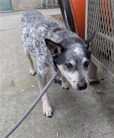 picture of the dog needing adoption
