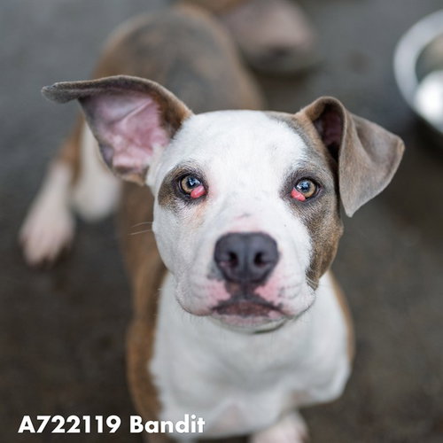 picture of the dog needing adoption