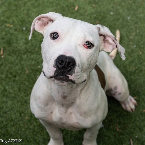 TUG, an adoptable Pit Bull Terrier in Sacramento, CA