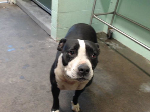 picture of the dog needing adoption
