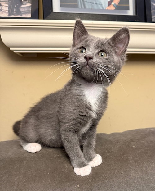 picture of the cat needing adoption