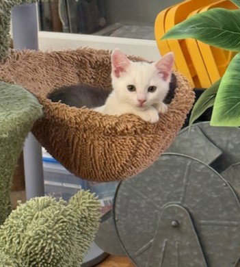 picture of the cat needing adoption