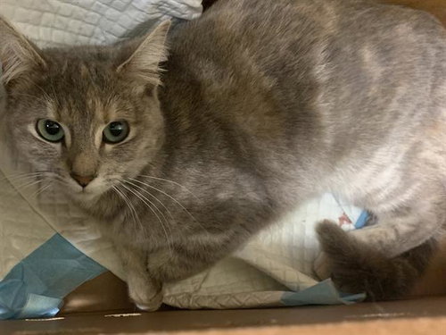 picture of the cat needing adoption