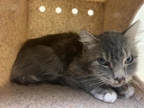 picture of the cat needing adoption