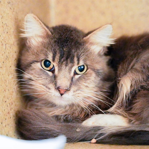 C.S. LEWIS, Senior Domestic Long Hair (medium coat), cat for adoption in Citrus Heights, California