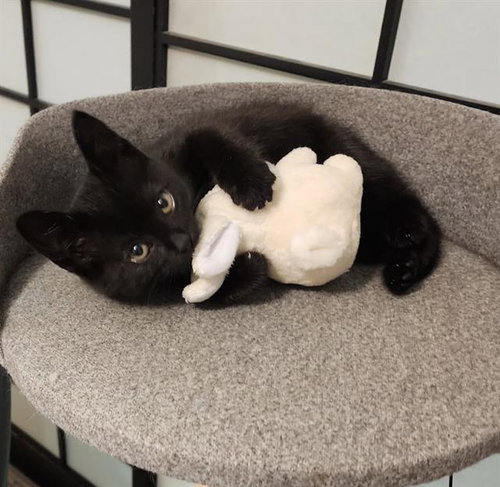 picture of the cat needing adoption
