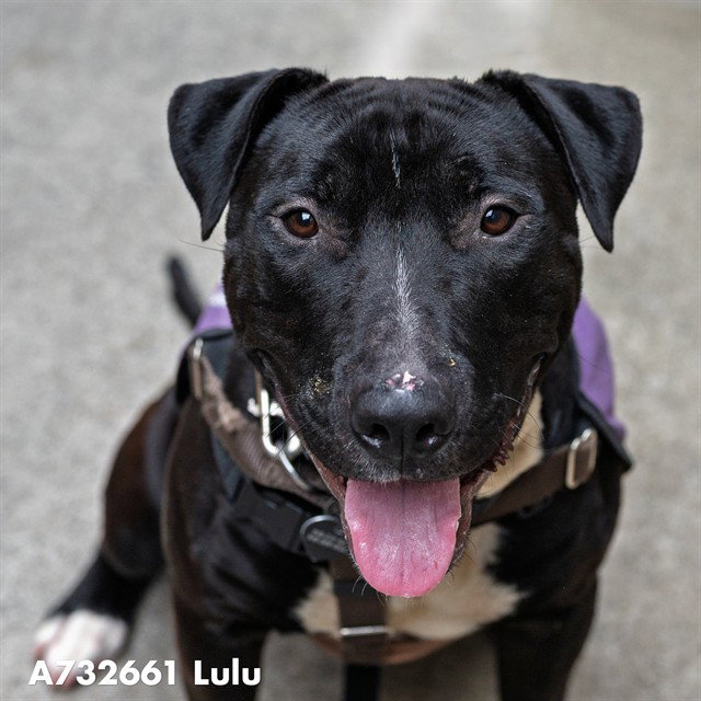 LULU