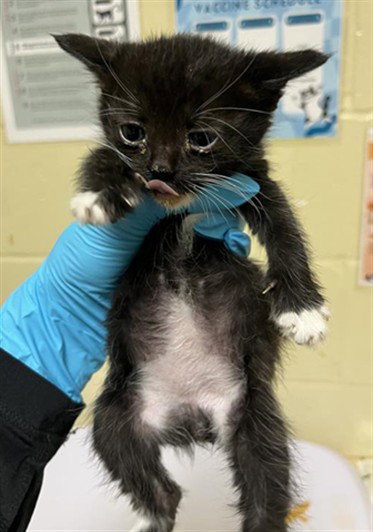 MOCHI, Baby Domestic Short Hair (medium coat), cat for adoption in Oakley, California