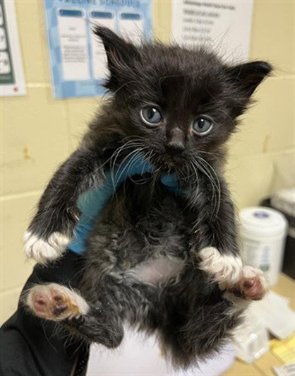 JUMBO TRON, Baby Domestic Short Hair (medium coat), cat for adoption in Oakley, California