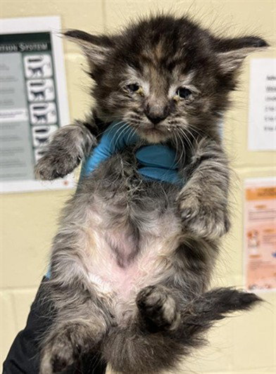 COCO BEAN, Baby Domestic Short Hair (medium coat), cat for adoption in Oakley, California
