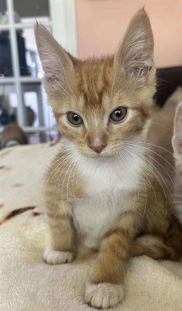 FRANKIE, Baby Domestic Short Hair (medium coat), cat for adoption in Oakley, California