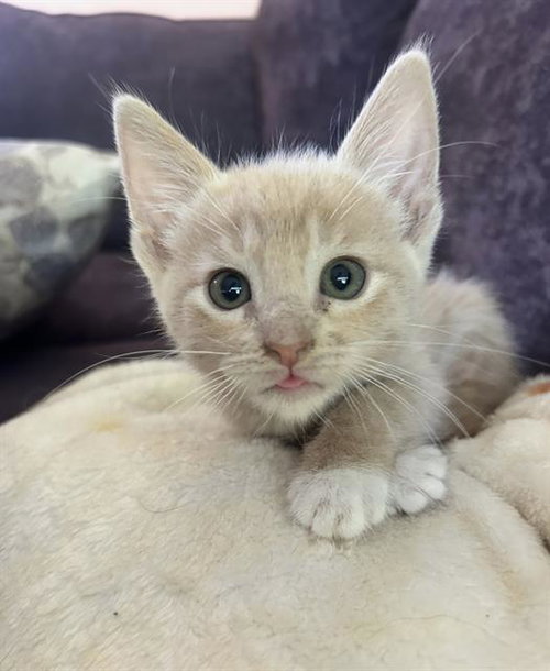PAUL, Baby Domestic Short Hair (medium coat), cat for adoption in Oakley, California