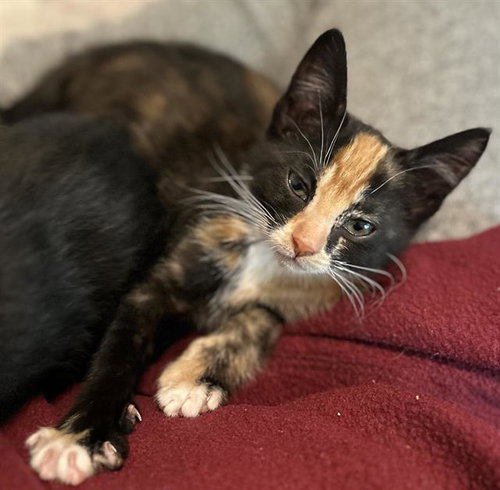 GIZMO, Baby Domestic Short Hair (medium coat), cat for adoption in Oakley, California