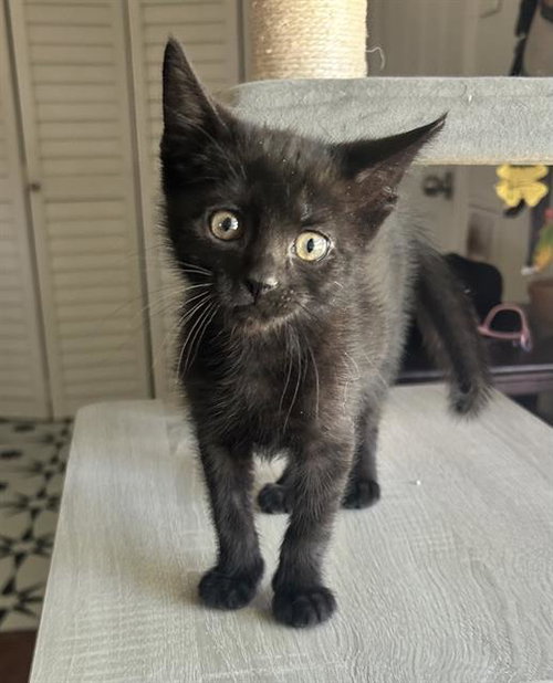 TAYLOR, Baby Domestic Short Hair (medium coat), cat for adoption in Oakley, California