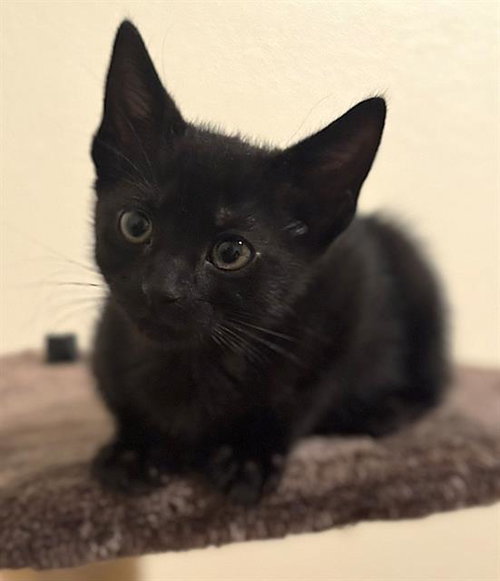 GOBLIN, Baby Domestic Short Hair (medium coat), cat for adoption in Oakley, California