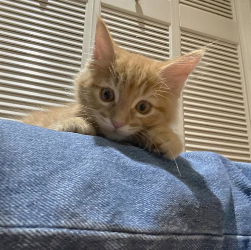 REESES, Baby Domestic Short Hair (medium coat), cat for adoption in Oakley, California