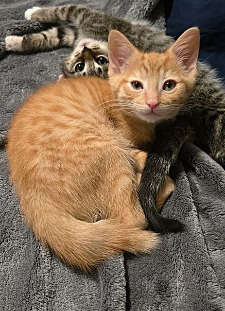 CANELO, Baby Domestic Short Hair (medium coat), cat for adoption in Oakley, California