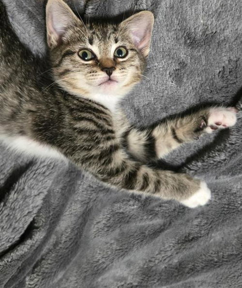 TABITHA, Baby Domestic Short Hair (medium coat), cat for adoption in Oakley, California