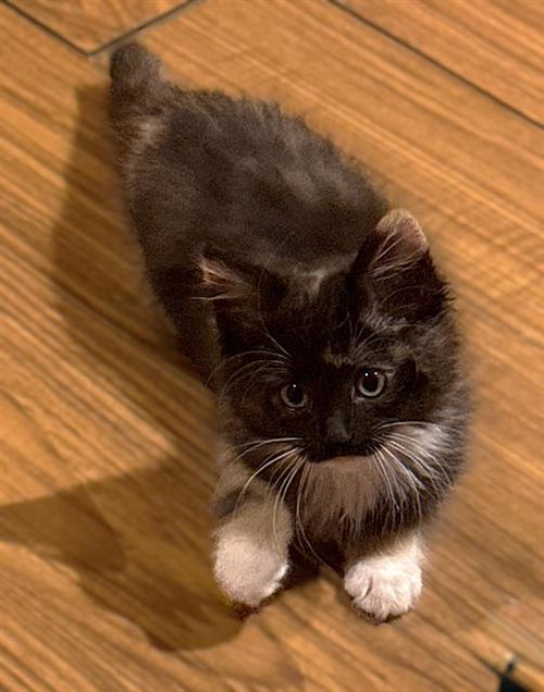 HERSHEY, Baby Domestic Short Hair (medium coat), cat for adoption in Oakley, California