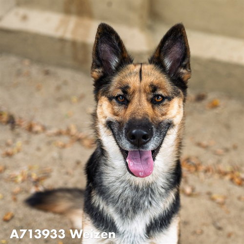 WEIZEN, an adoptable Belgian Shepherd Malinois in Sacramento, CA