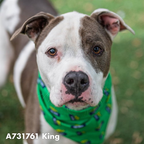KING K RULE, an adoptable Pit Bull Terrier in Sacramento, CA