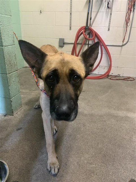 SESAME