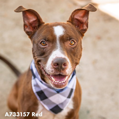 RED, an adoptable Pit Bull Terrier in Sacramento, CA