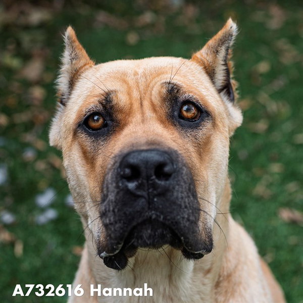 HANNAH