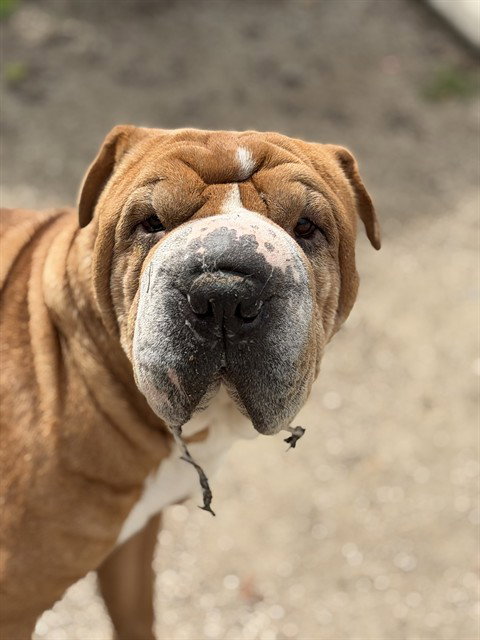 COOKIE, an adoptable Chinese Shar-Pei in Sacramento, CA