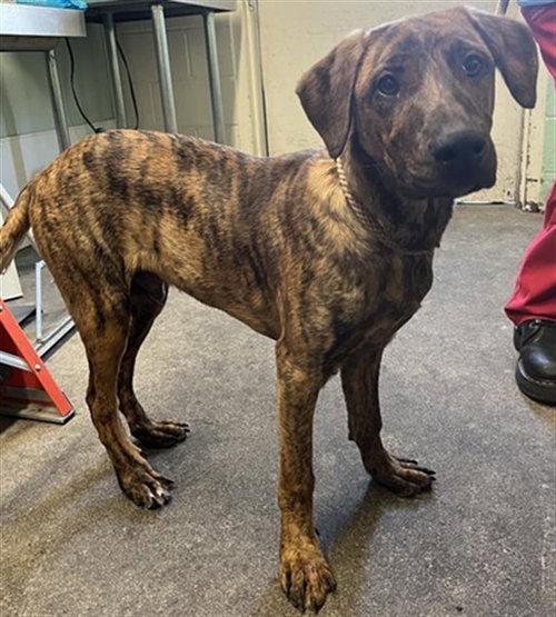 CHRAVIS BARKUR, an adoptable Plott Hound in Sacramento, CA