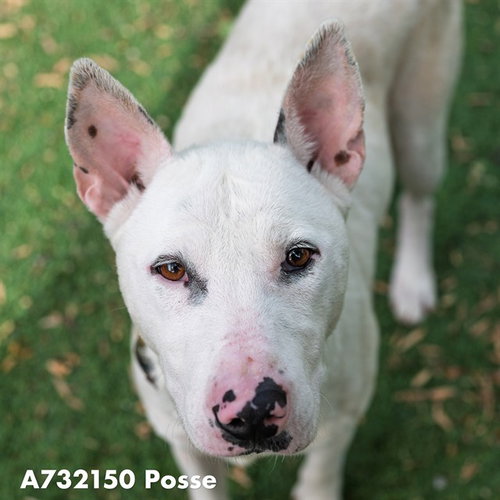 POSSE, an adoptable Miniature Bull Terrier in Sacramento, CA