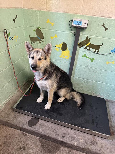 LADYBIRD, an adoptable German Shepherd Dog in Sacramento, CA