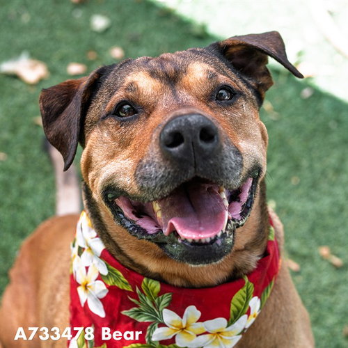BEAR, an adoptable Mastiff in Sacramento, CA