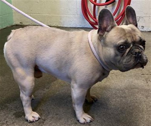A732797, an adoptable French Bulldog in Sacramento, CA