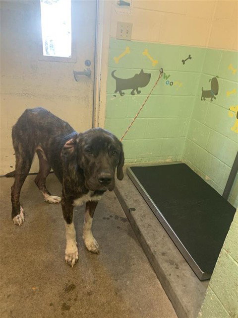 A733427, an adoptable Great Dane in Sacramento, CA