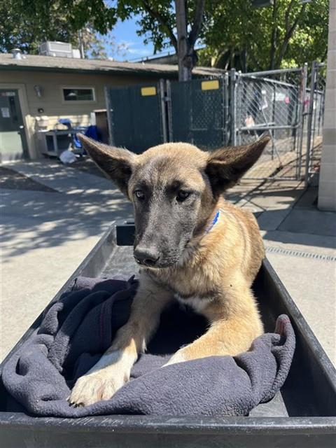 CEDAR, an adoptable Belgian Shepherd Malinois in Sacramento, CA
