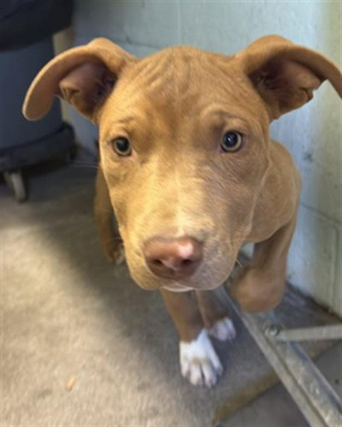 BUTTERCUP, an adoptable Pit Bull Terrier in Sacramento, CA