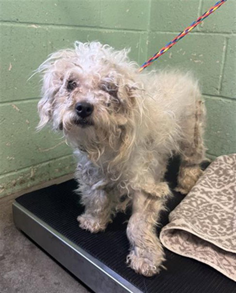 A733763, an adoptable Poodle in Sacramento, CA