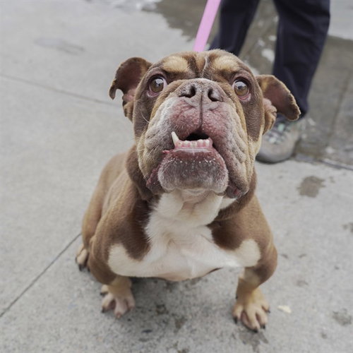 GIZMO, an adoptable English Bulldog in Sacramento, CA